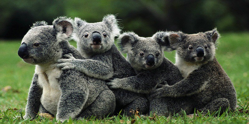 Những điều không thể bỏ qua khi đến Úc