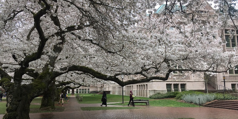 Truong Dai hoc University of Washington-Cherry Blossoms