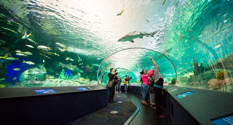 Top 10 diem den o Toronto khong the bo qua - Ripley Aquarium