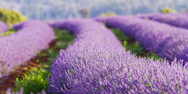 Du hoc Uc bang Tasmania - Lavender Fields